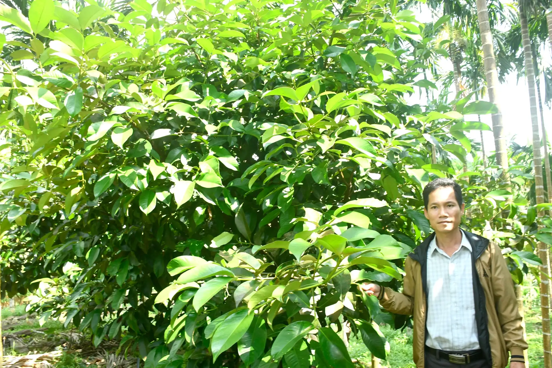 Xây dựng vùng nguyên liệu để phát triển nông nghiệp bền vững