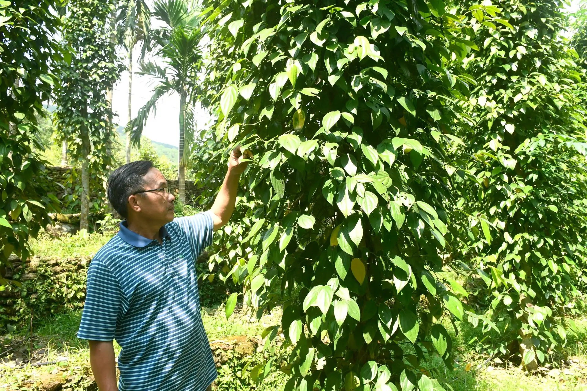 Xây dựng vùng nguyên liệu để phát triển nông nghiệp bền vững