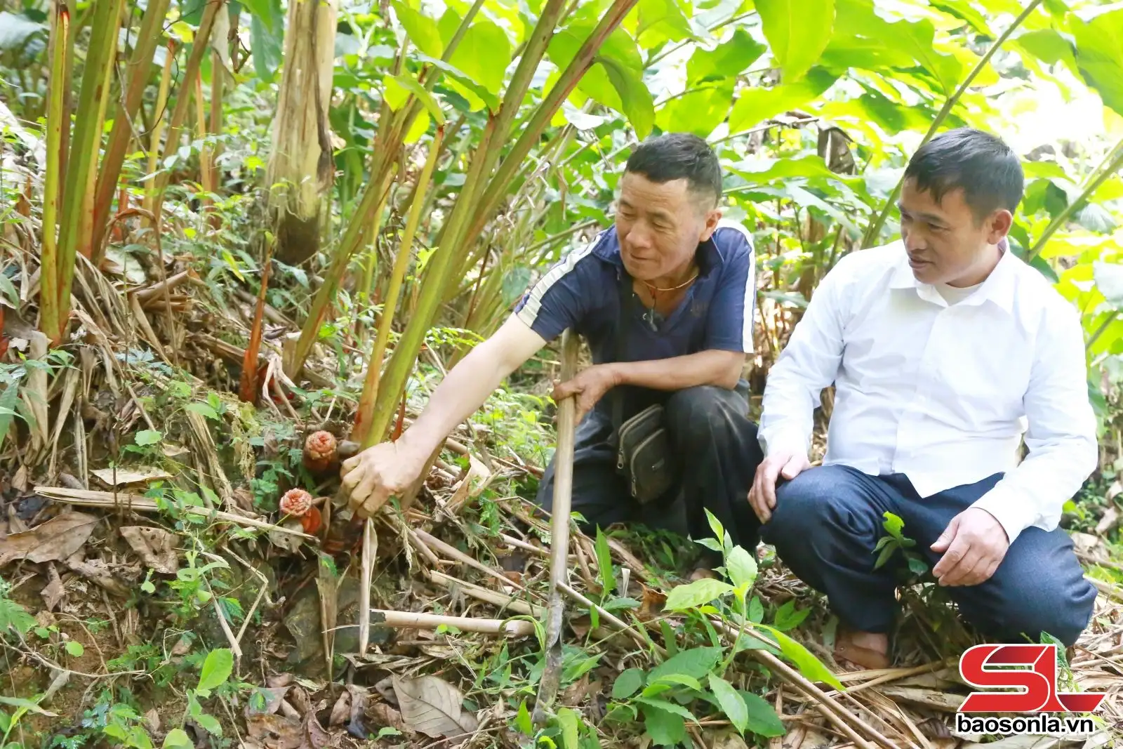 Xím Vàng nỗ lực giảm nghèo