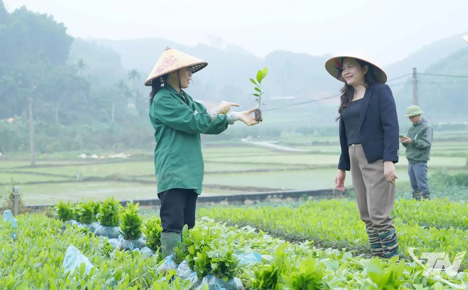 Yên Trạch phát huy lợi thế nông, lâm nghiệp