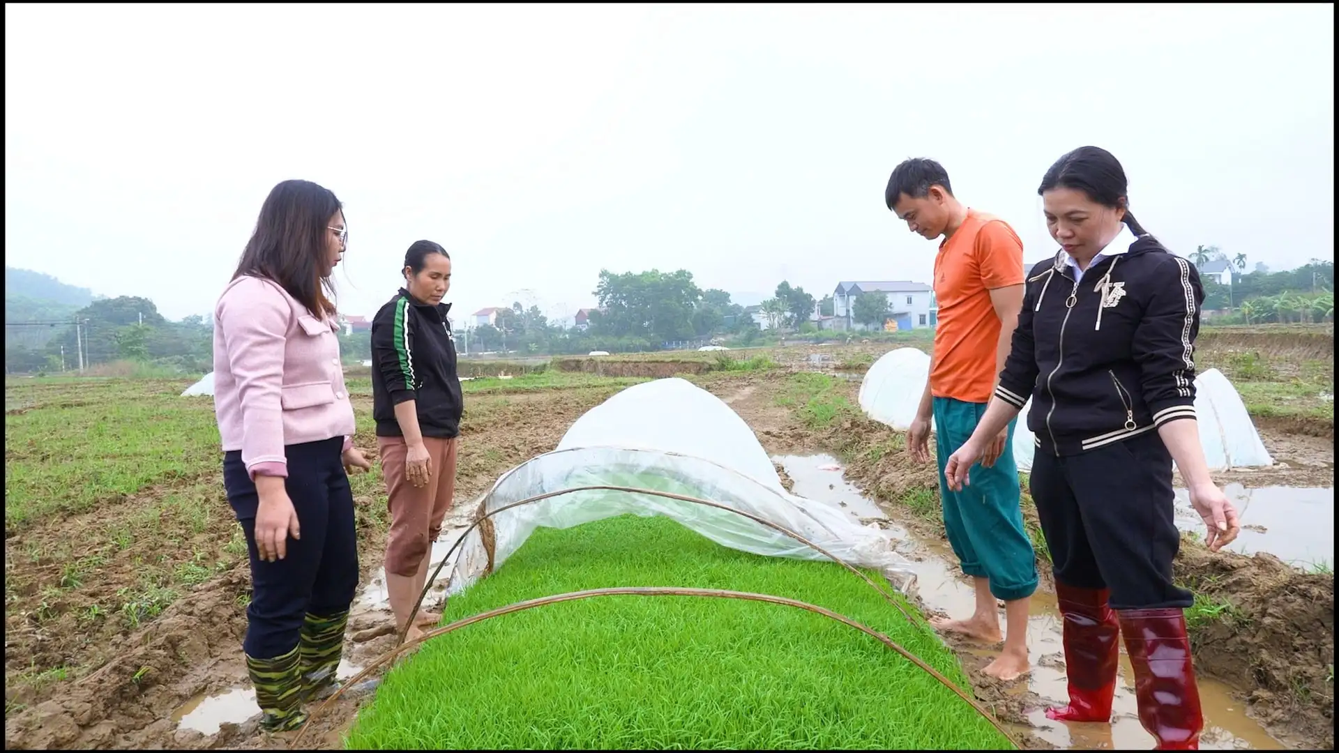 Yên Xuân chú trọng đưa tiến bộ khoa học kỹ thuật vào sản xuất nông nghiệp