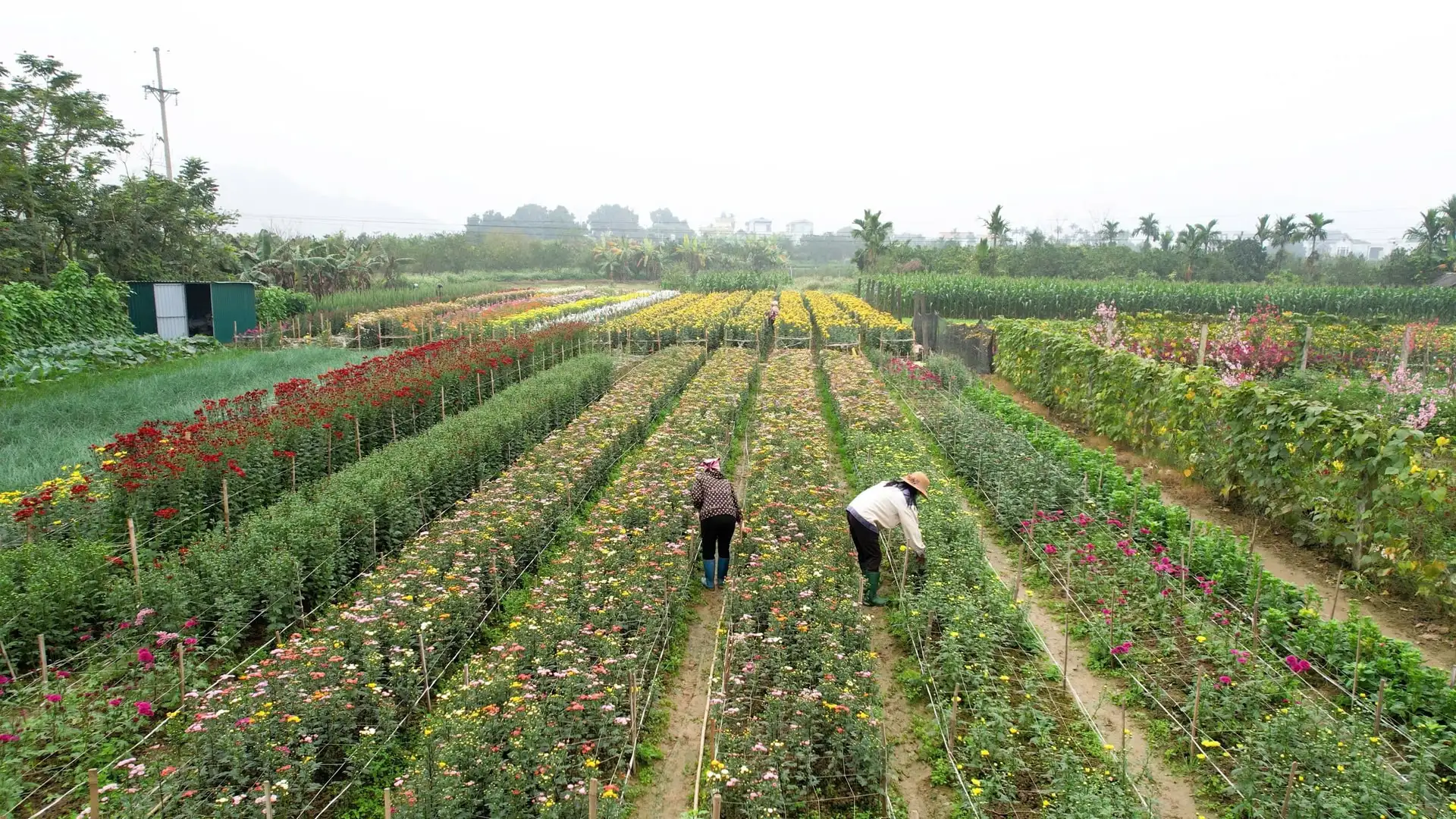Yên Xuân chú trọng đưa tiến bộ khoa học kỹ thuật vào sản xuất nông nghiệp