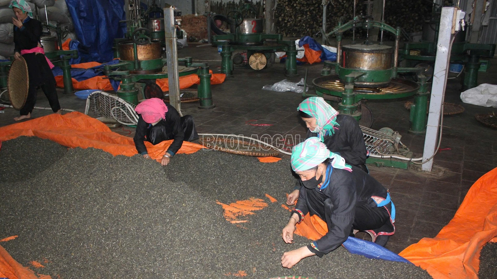 Bản Liền vào vụ chè xuân