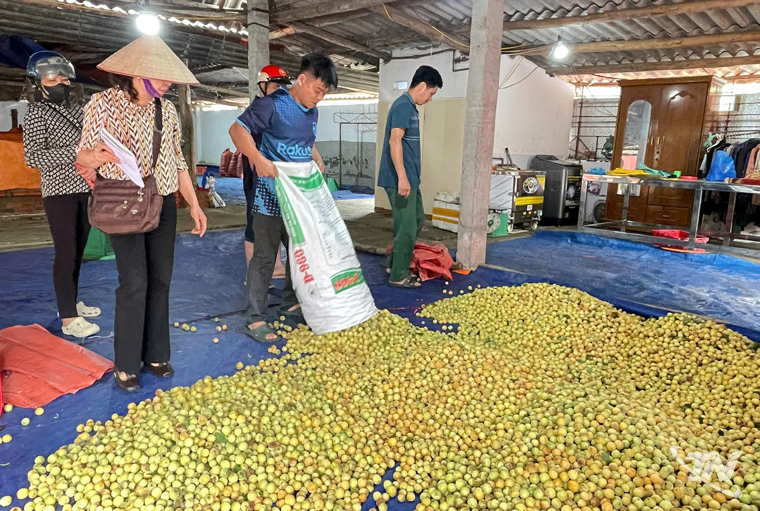 Cây mơ vàng hồi sinh trên đất khó