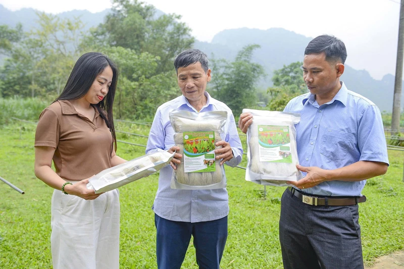 Chuyện về cây dong riềng