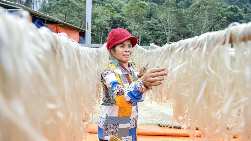 Chuyện về cây dong riềng