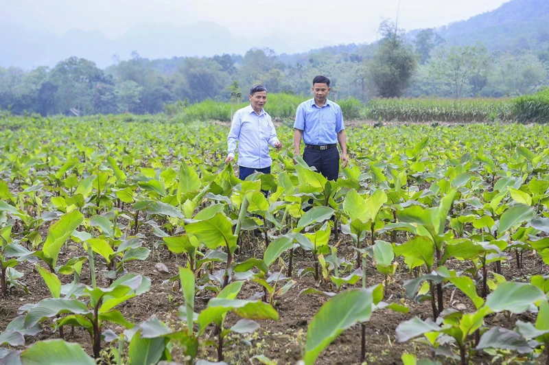 Chuyện về cây dong riềng