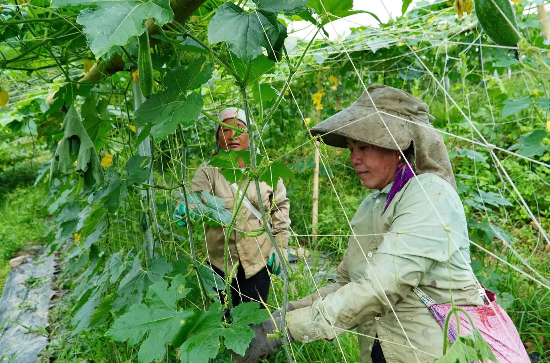 Đồng hành cùng hợp tác xã phát triển