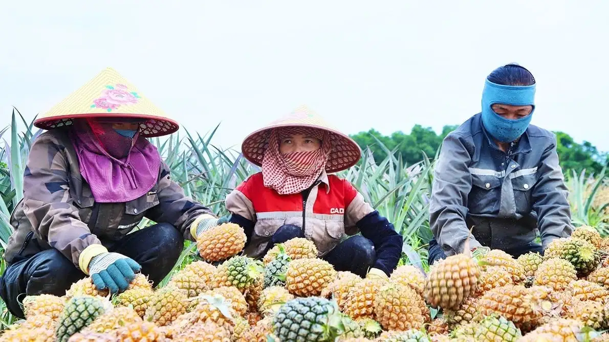 Dứa bén rễ nông hộ, sinh kế mới nảy mầm