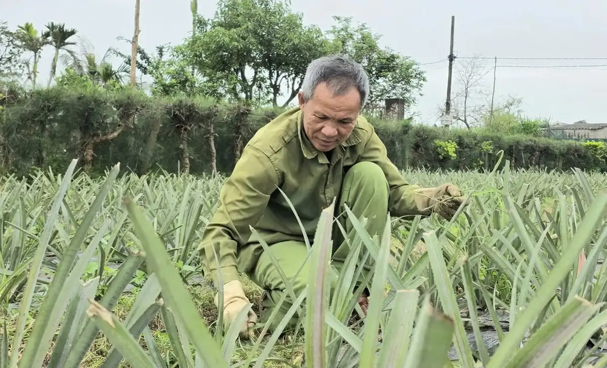 Dứa bén rễ nông hộ, sinh kế mới nảy mầm