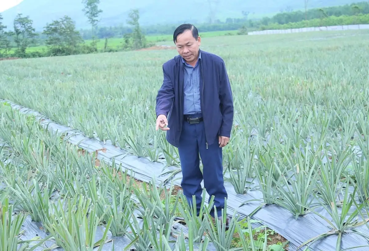 Dứa bén rễ nông hộ, sinh kế mới nảy mầm