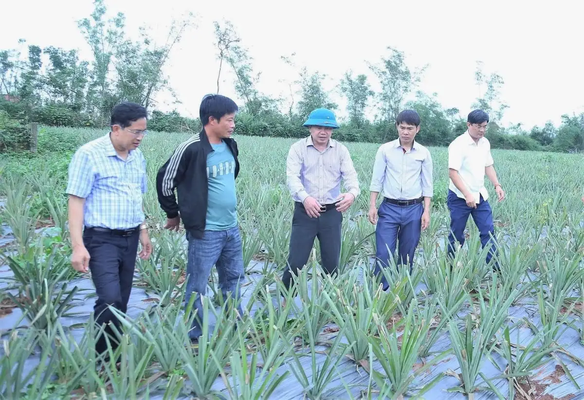 Dứa bén rễ nông hộ, sinh kế mới nảy mầm