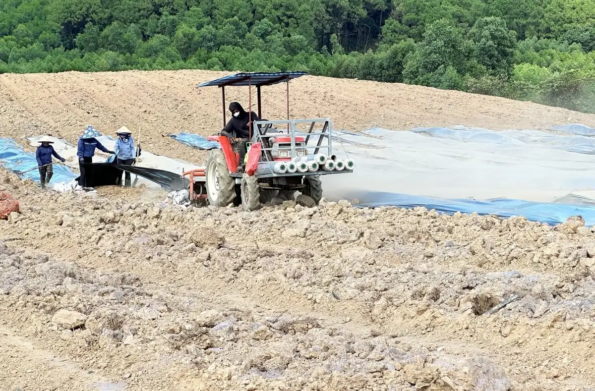 Dứa bén rễ nông hộ, sinh kế mới nảy mầm