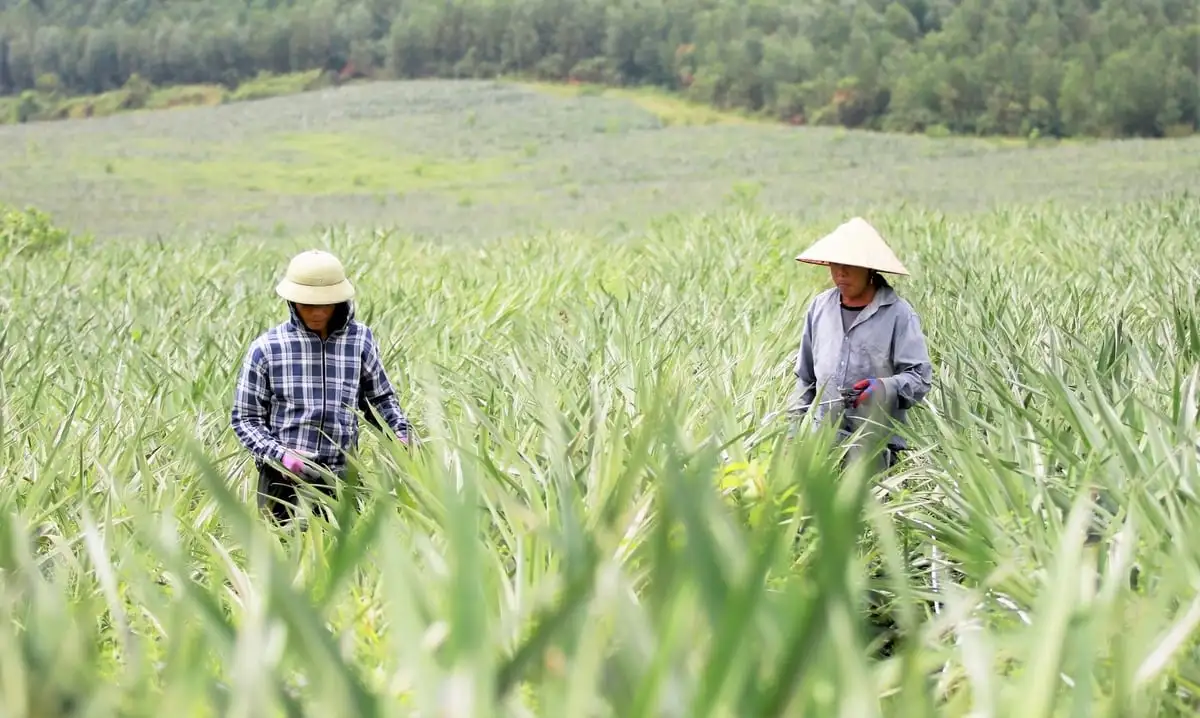Dứa bén rễ nông hộ, sinh kế mới nảy mầm