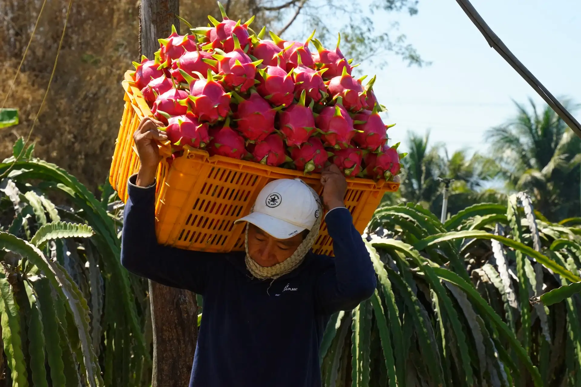 Hàm Thạnh “ươm xanh” sinh kế vùng đồng bào dân tộc thiểu số