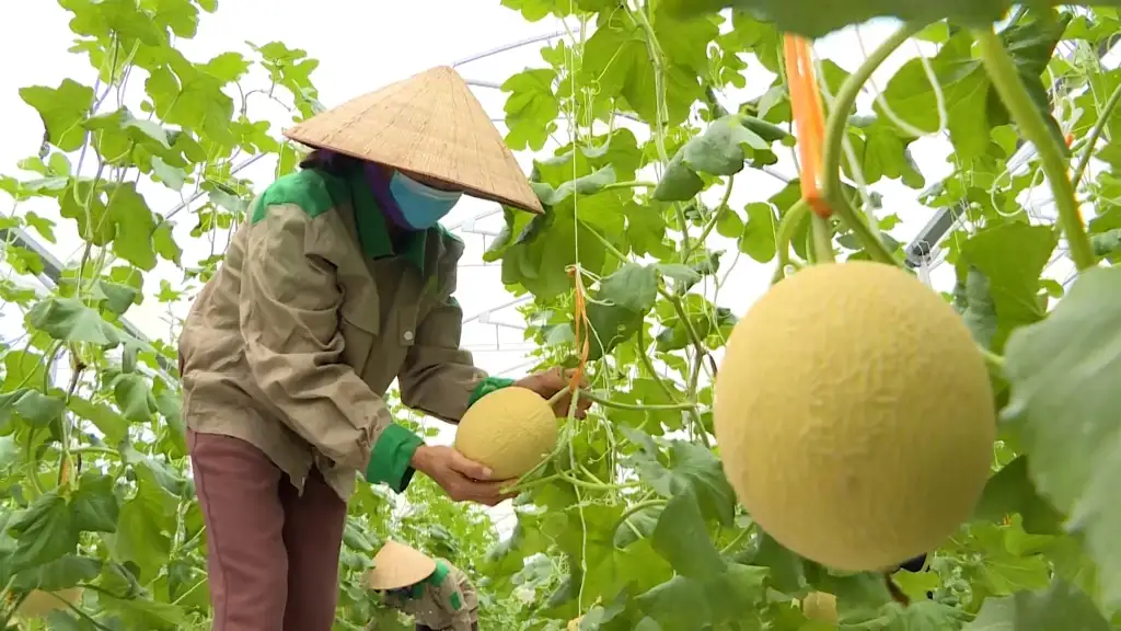 HTX trên đất mỏ và bước chuyển trong tư duy “liên kết trí tuệ”