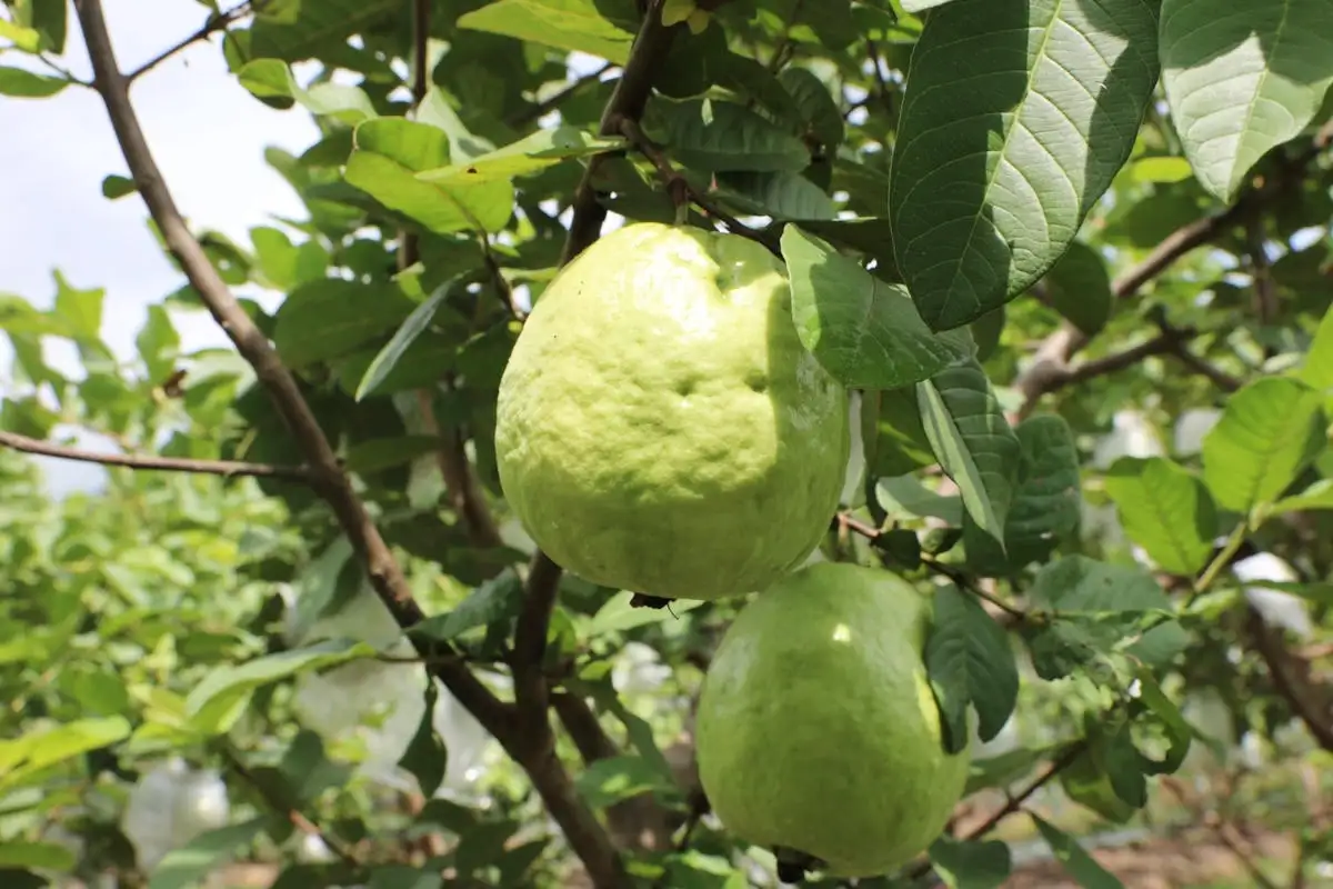 HTX trên đất mỏ và bước chuyển trong tư duy “liên kết trí tuệ”