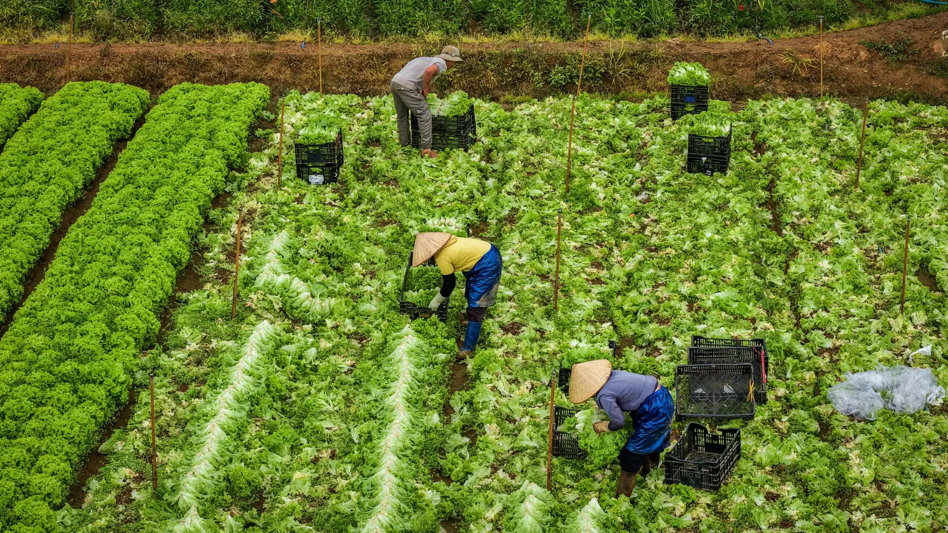 Kỳ vọng Blockchain và Big Data trở thành “căn cước” cho nông sản