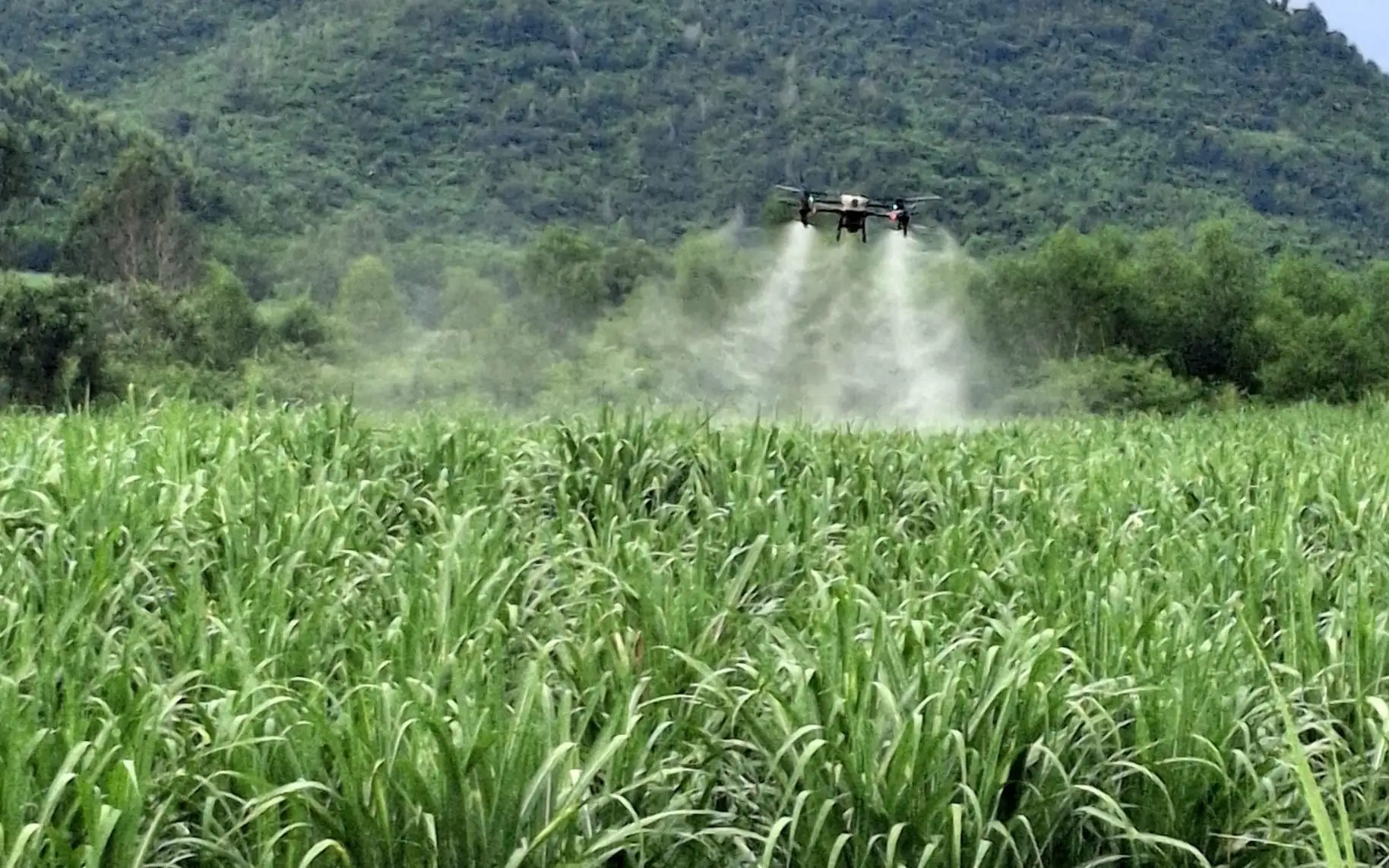 Liên kết trồng mía: Đột phá năng suất nhờ cơ giới hóa