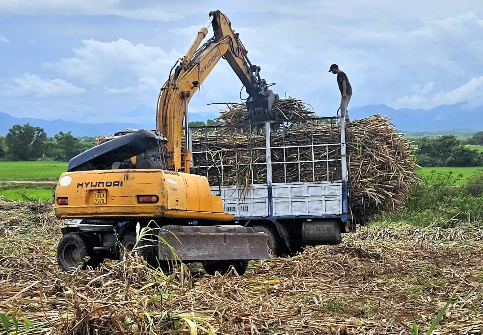 Liên kết trồng mía: Đột phá năng suất nhờ cơ giới hóa