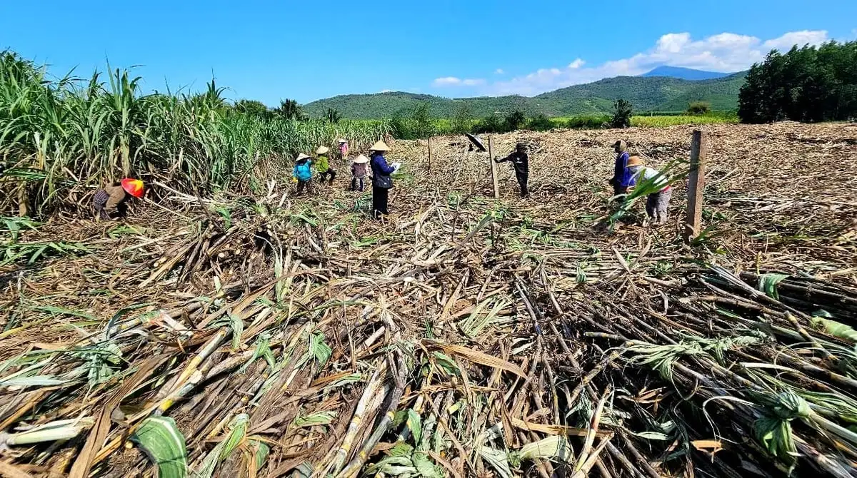 Liên kết trồng mía: Đột phá năng suất nhờ cơ giới hóa