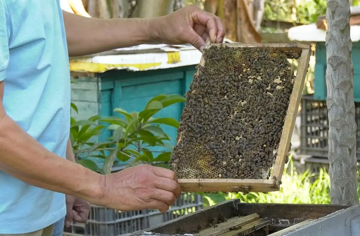 Mật ngọt dưới những tán rừng ngặp mặn