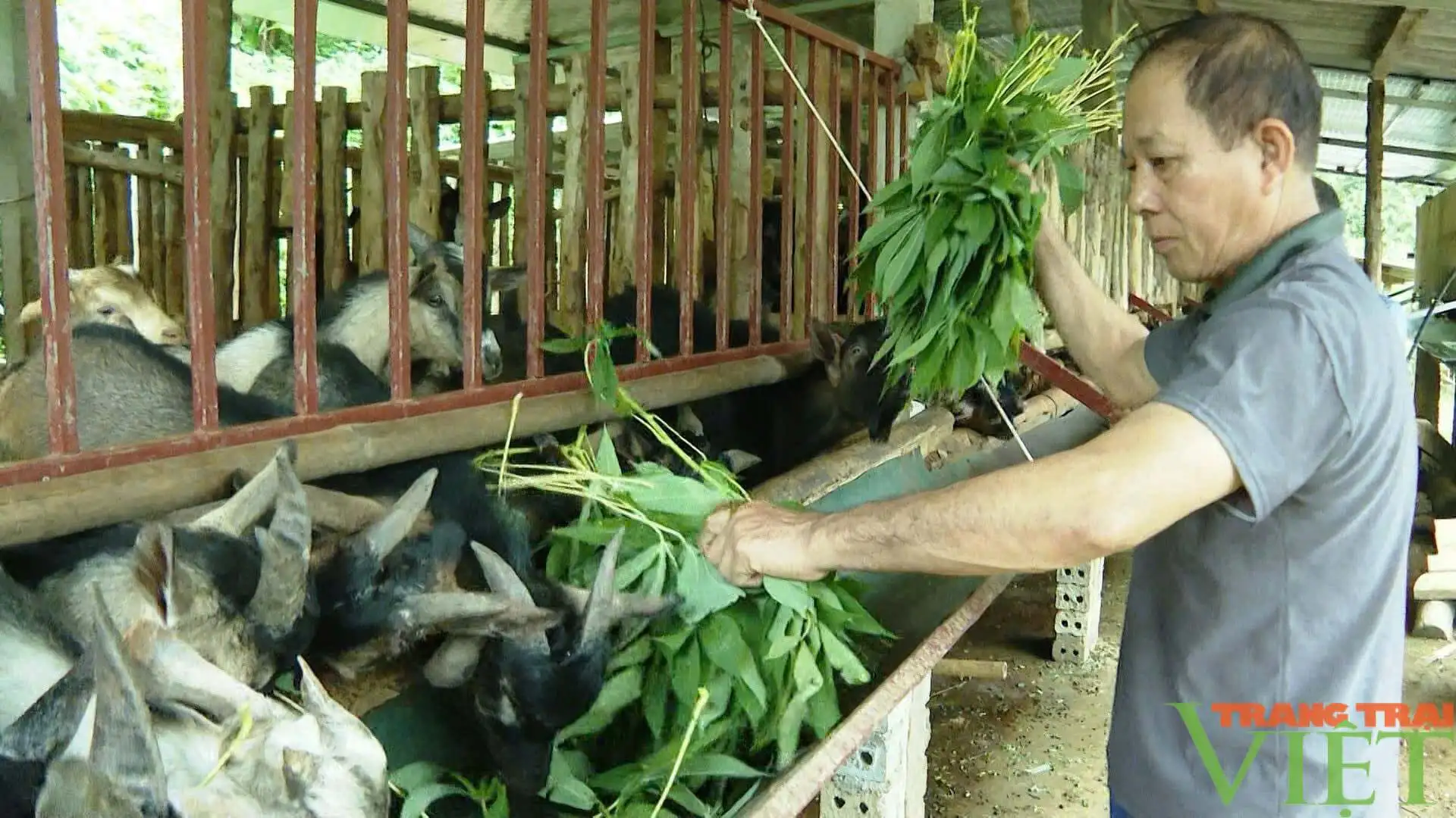 Một xã ở Tuyên Quang nuôi dê núi đặc sản thành sản phẩm OCOP