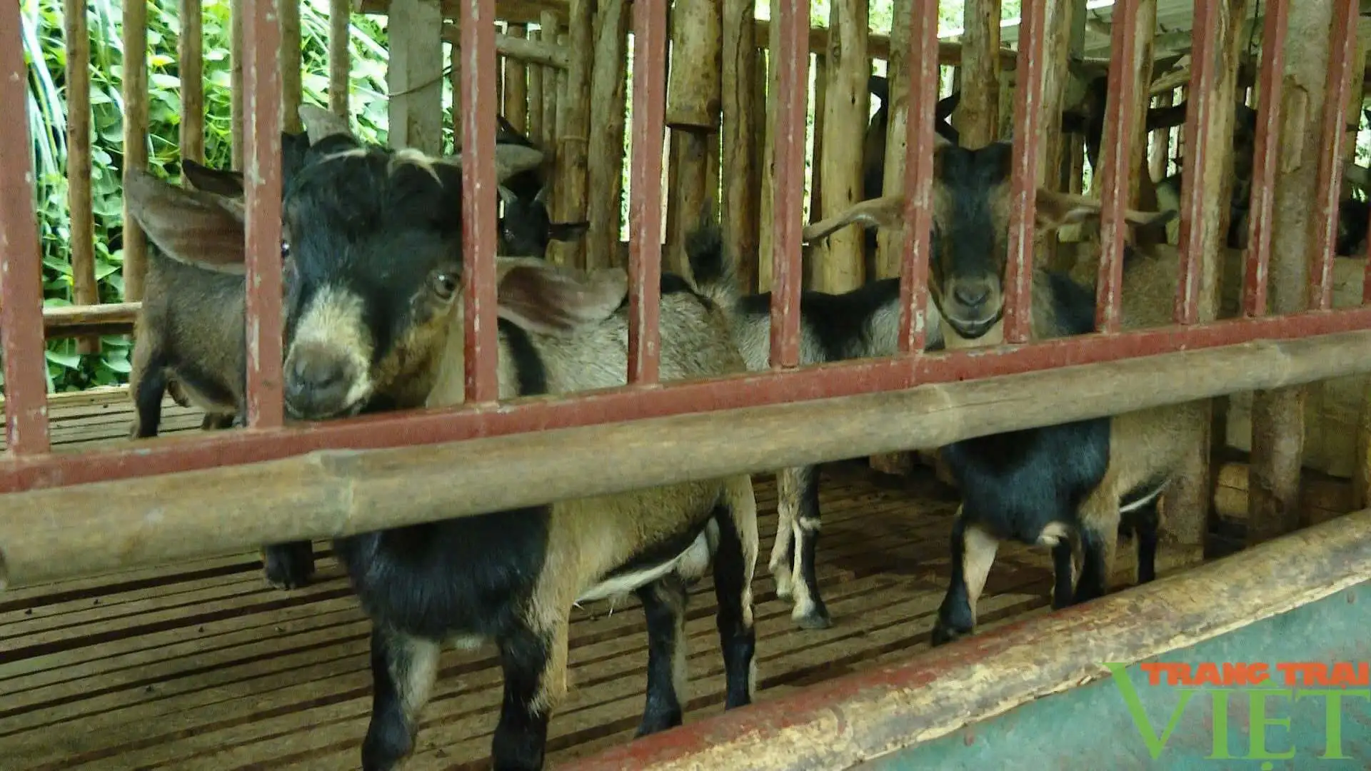 Một xã ở Tuyên Quang nuôi dê núi đặc sản thành sản phẩm OCOP