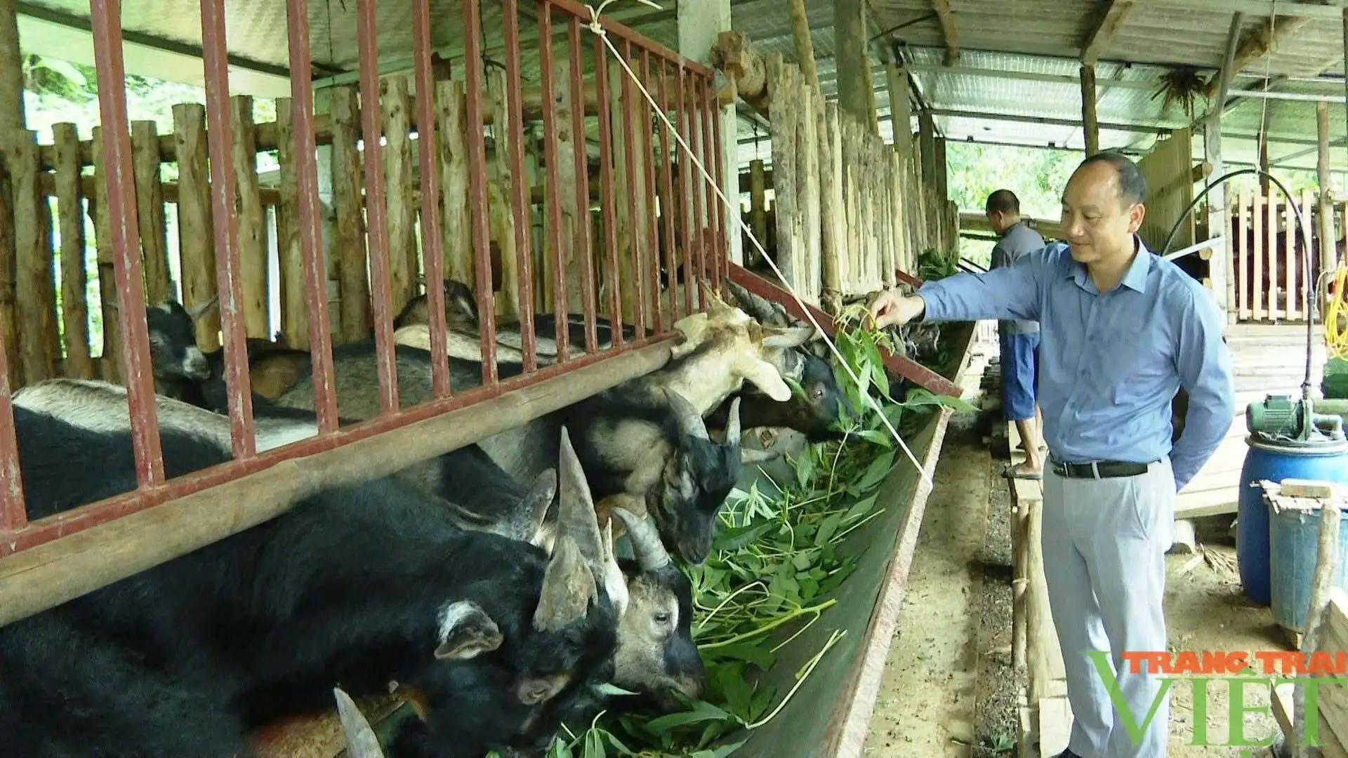 Một xã ở Tuyên Quang nuôi dê núi đặc sản thành sản phẩm OCOP