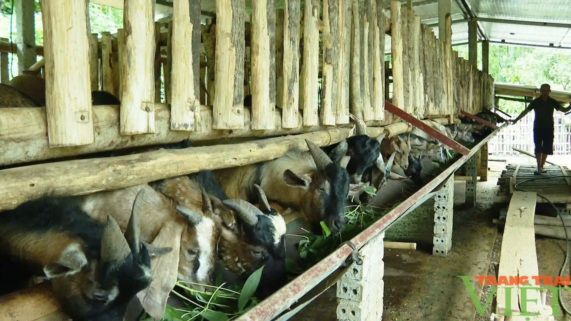 Một xã ở Tuyên Quang nuôi dê núi đặc sản thành sản phẩm OCOP