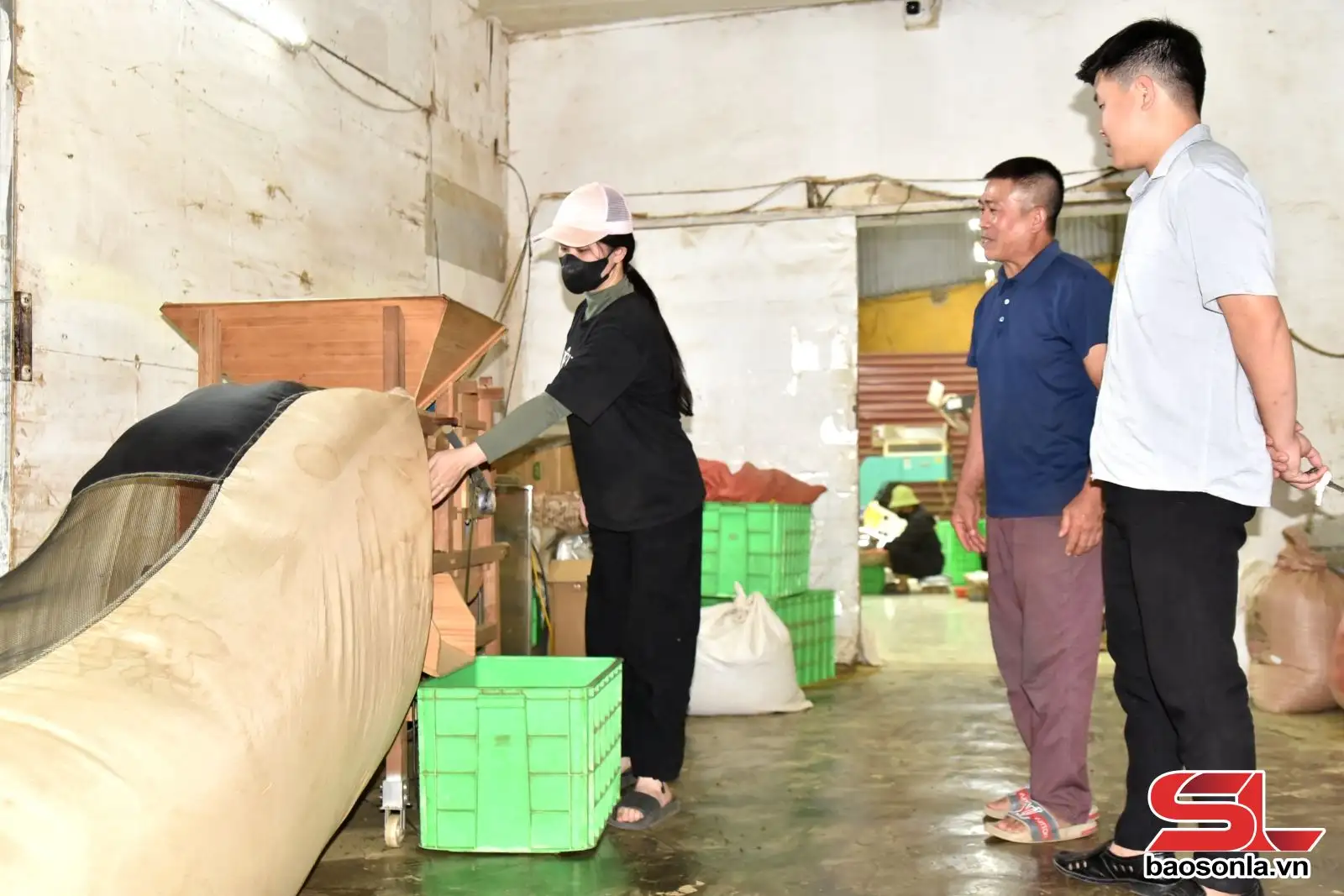 Nâng tầm giá trị cây chè vùng cao