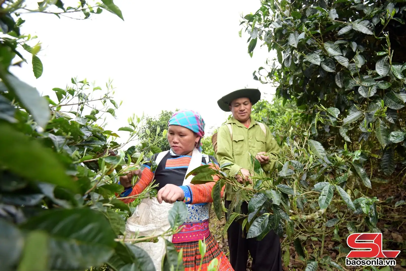 Nâng tầm giá trị cây chè vùng cao