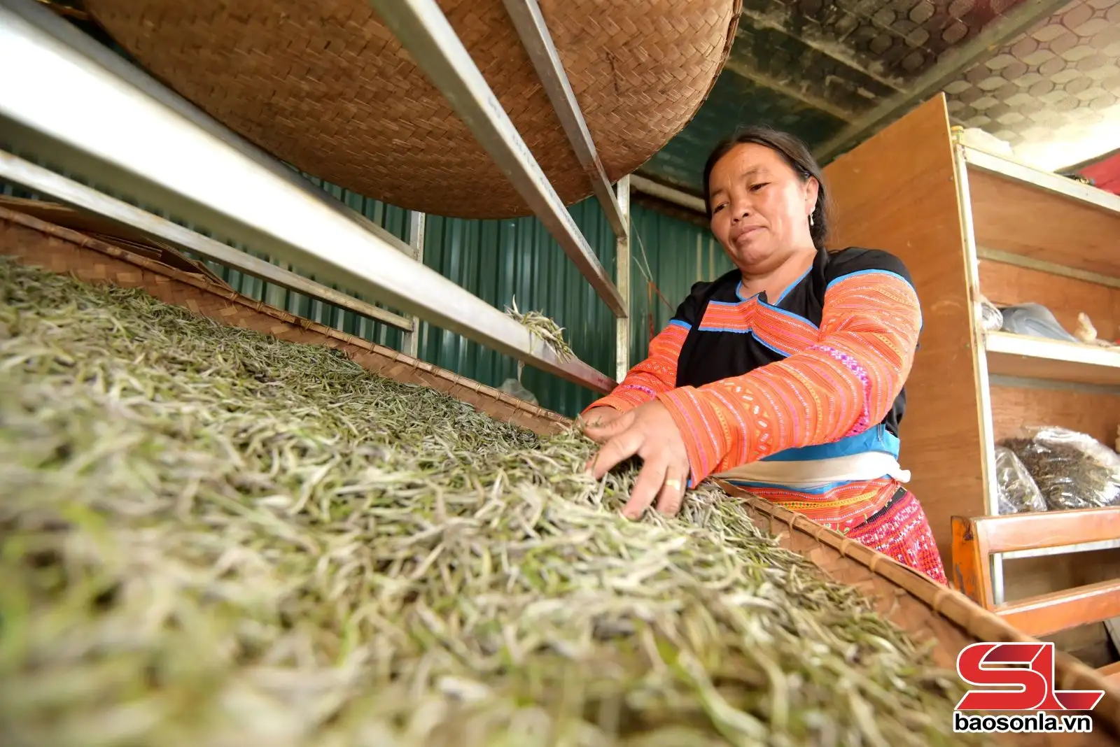 Nâng tầm giá trị cây chè vùng cao