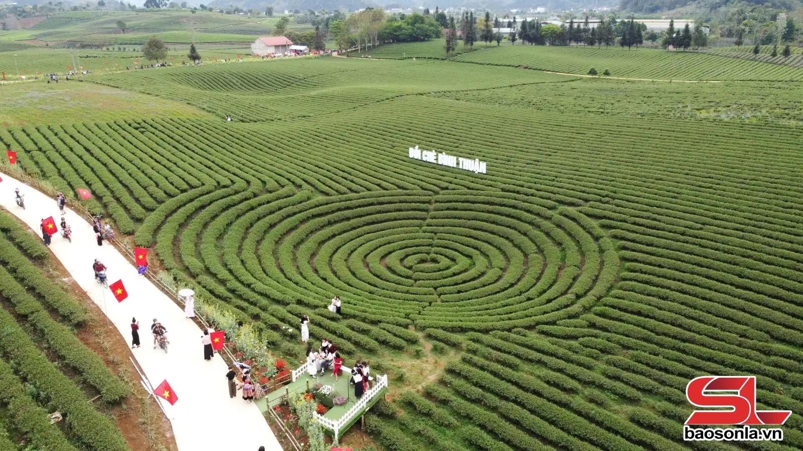 Nâng tầm giá trị cây chè vùng cao