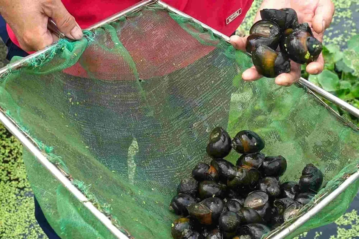 Nguồn vốn chính sách lan tỏa, nông dân vững bước làm giàu