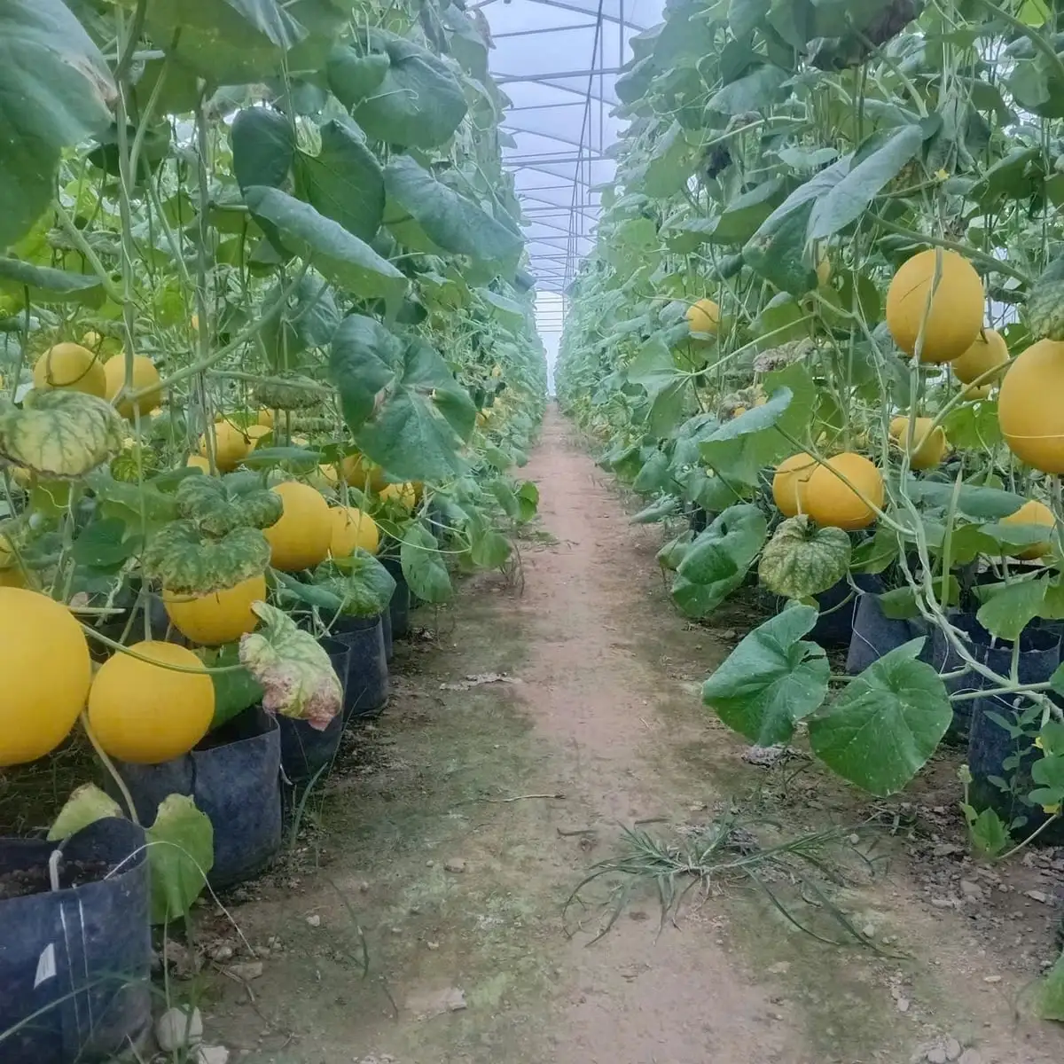 Nguồn vốn chính sách lan tỏa, nông dân vững bước làm giàu