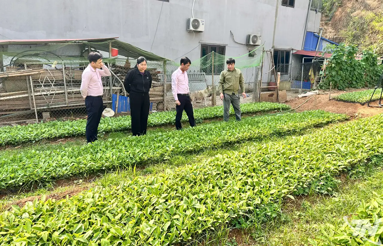 Nguồn vốn ưu đãi tạo sinh kế bền vững