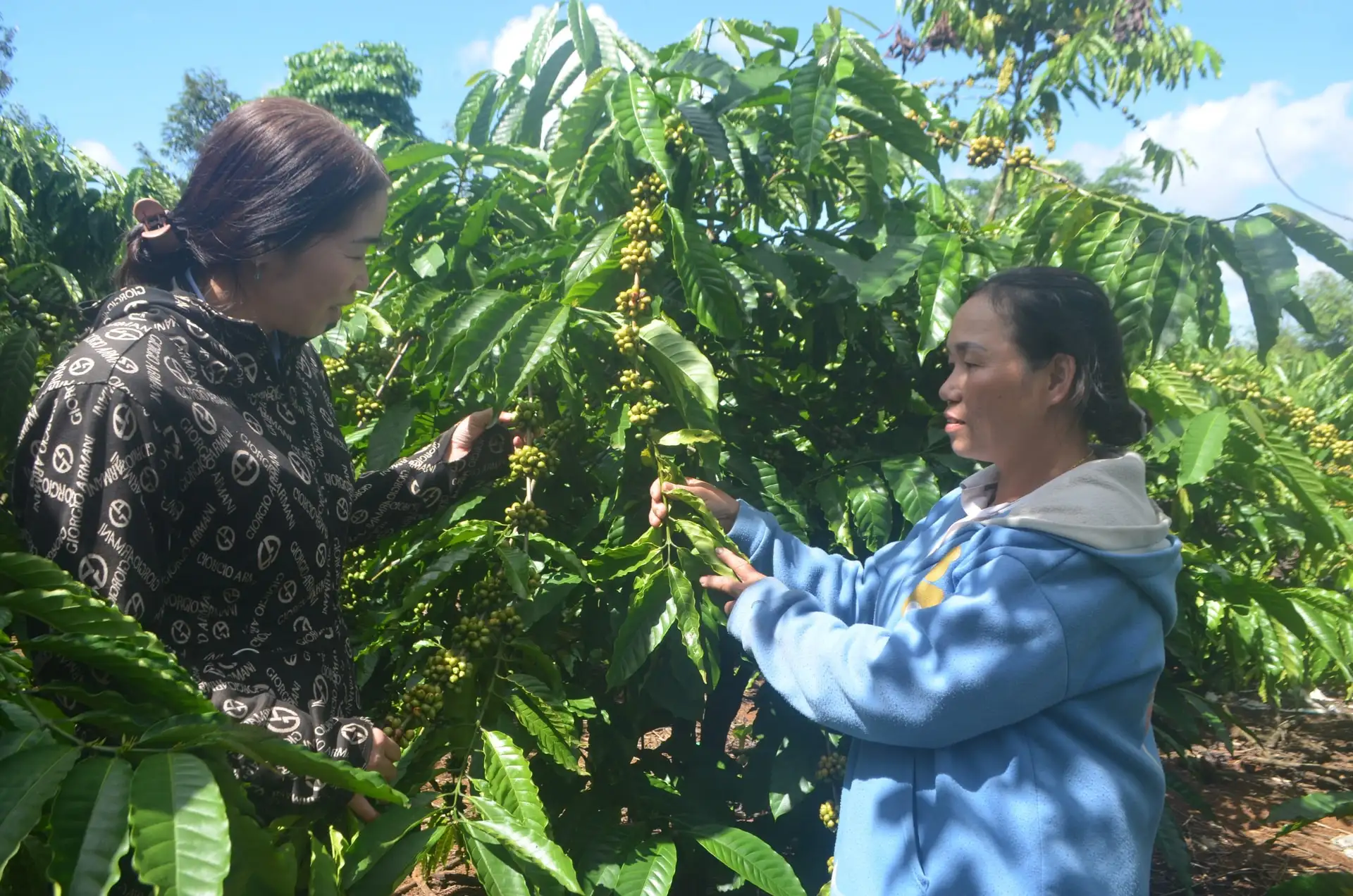 Nhân Cơ đẩy mạnh phát triển nông nghiệp công nghệ cao