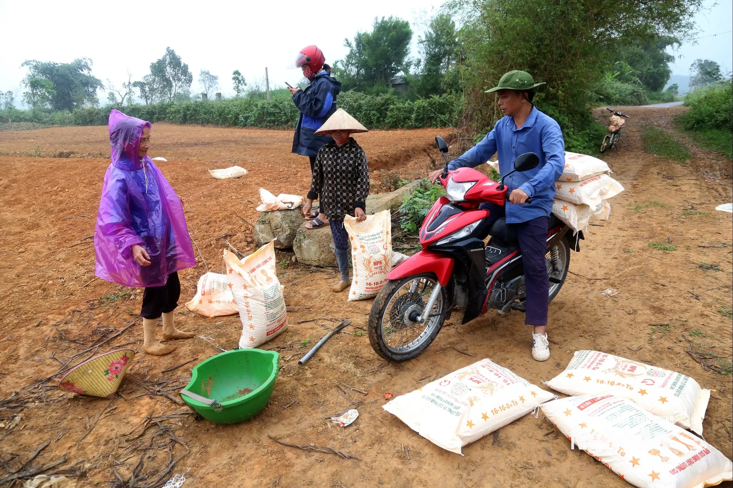 Nông dân Nghệ An đưa dứa Queen lên đất đồi