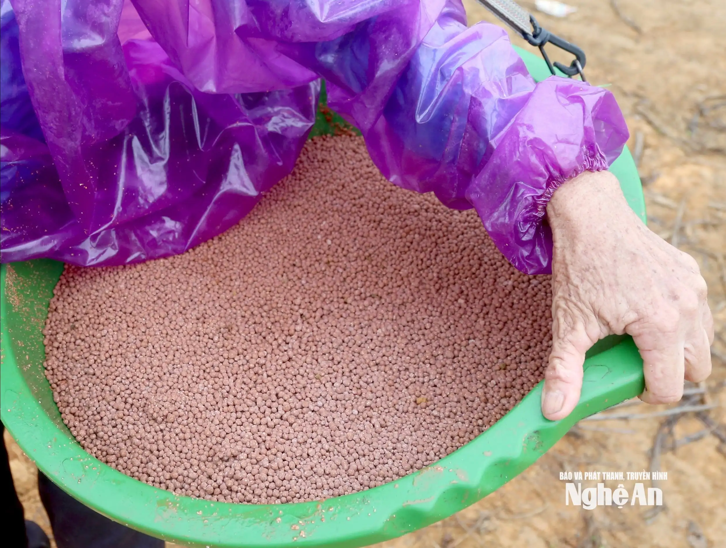 Nông dân Nghệ An đưa dứa Queen lên đất đồi