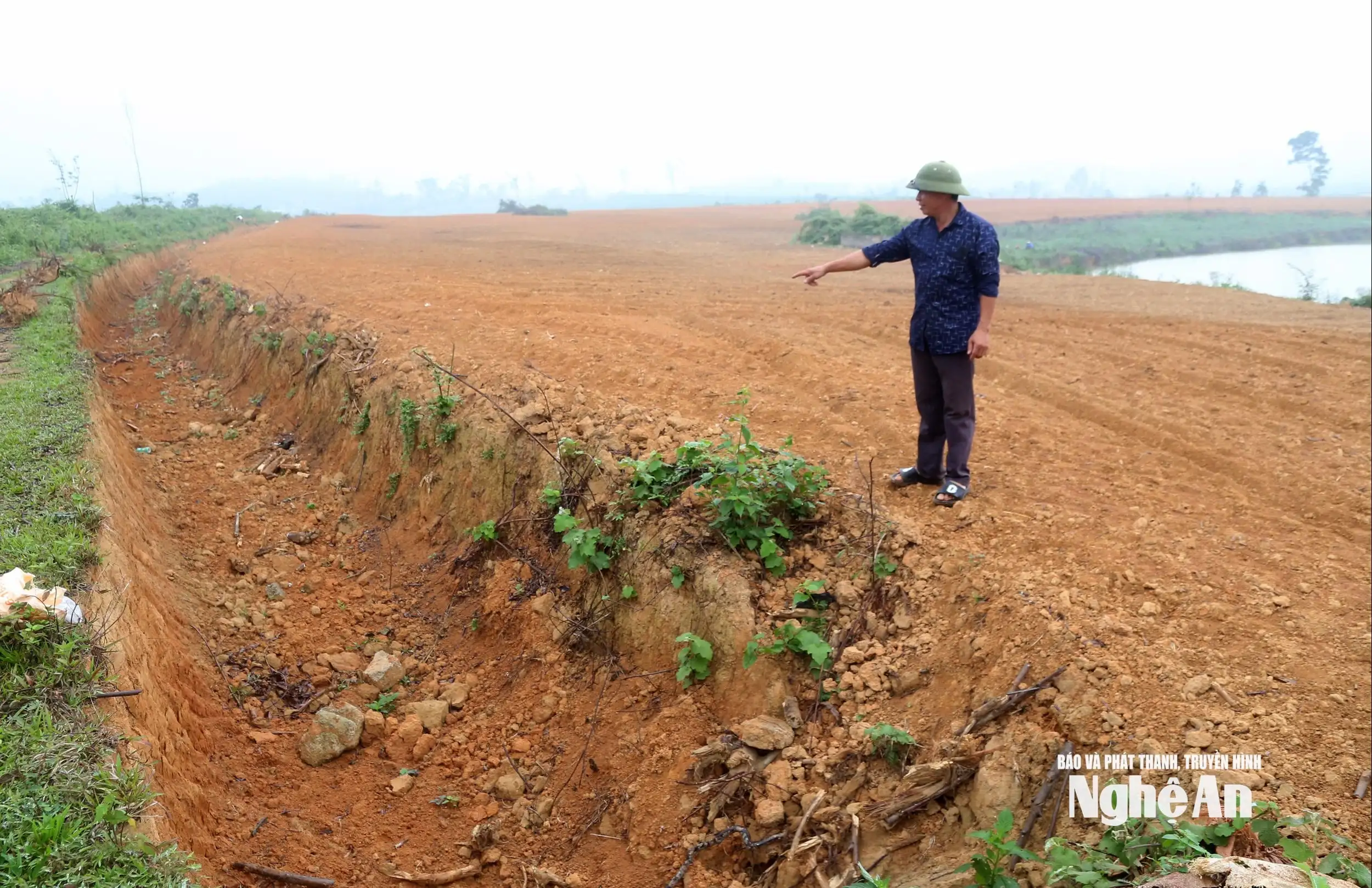 Nông dân Nghệ An đưa dứa Queen lên đất đồi