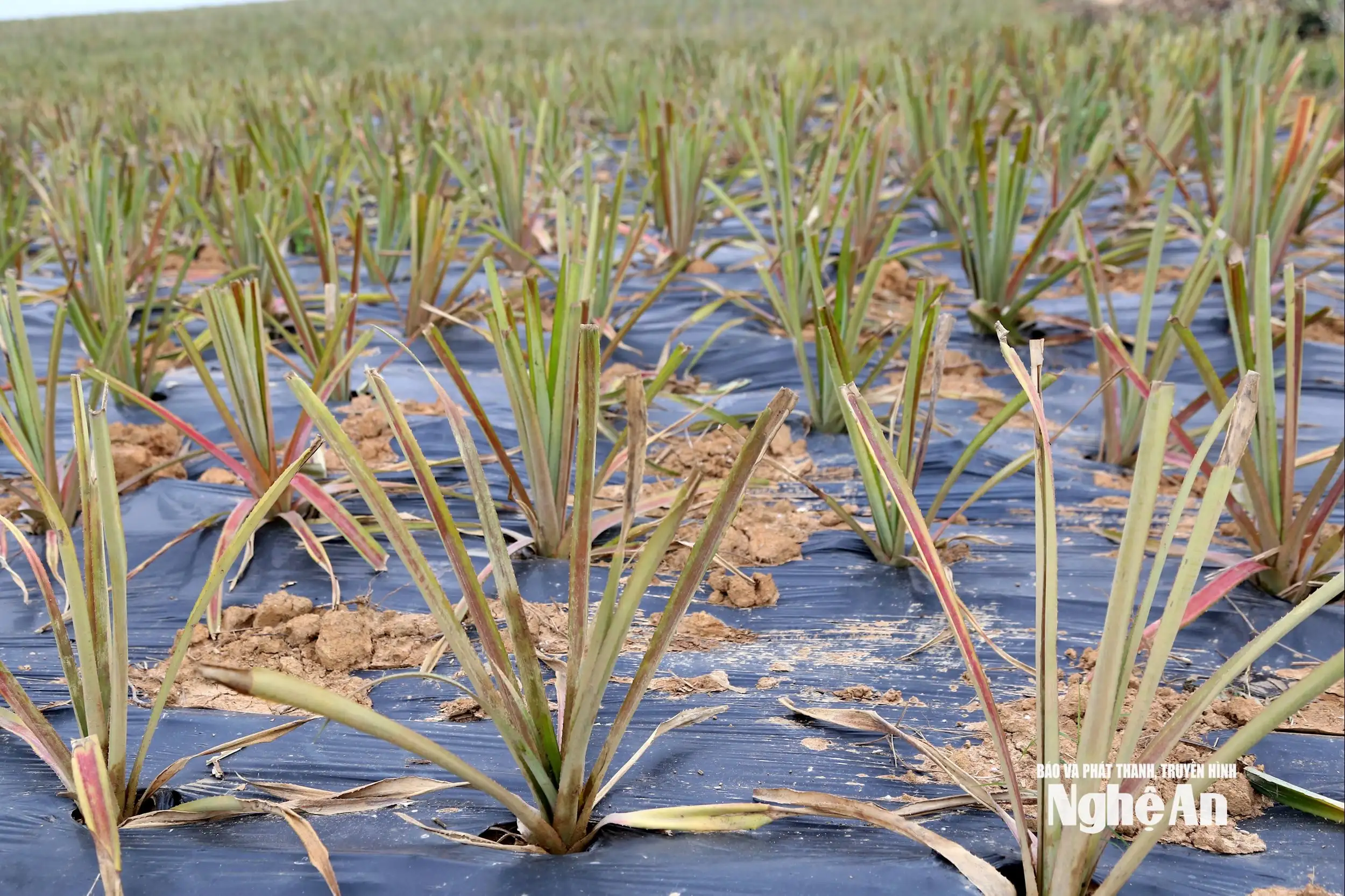 Nông dân Nghệ An đưa dứa Queen lên đất đồi