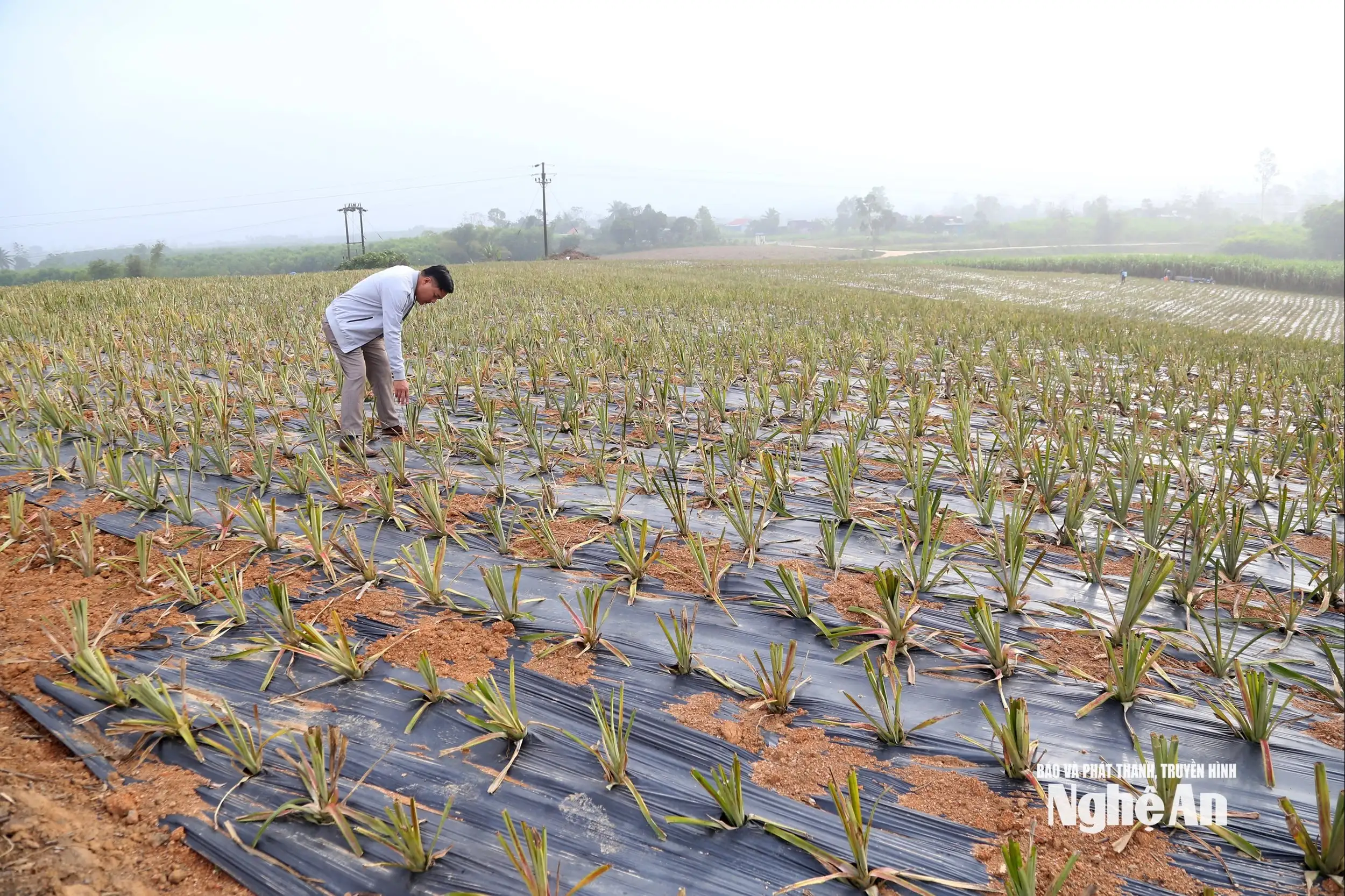 Nông dân Nghệ An đưa dứa Queen lên đất đồi