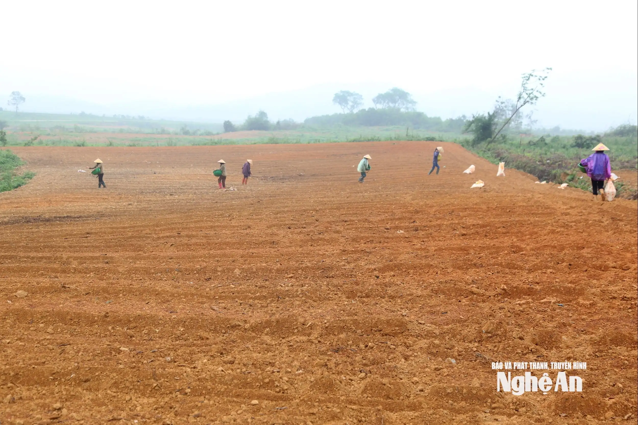 Nông dân Nghệ An đưa dứa Queen lên đất đồi