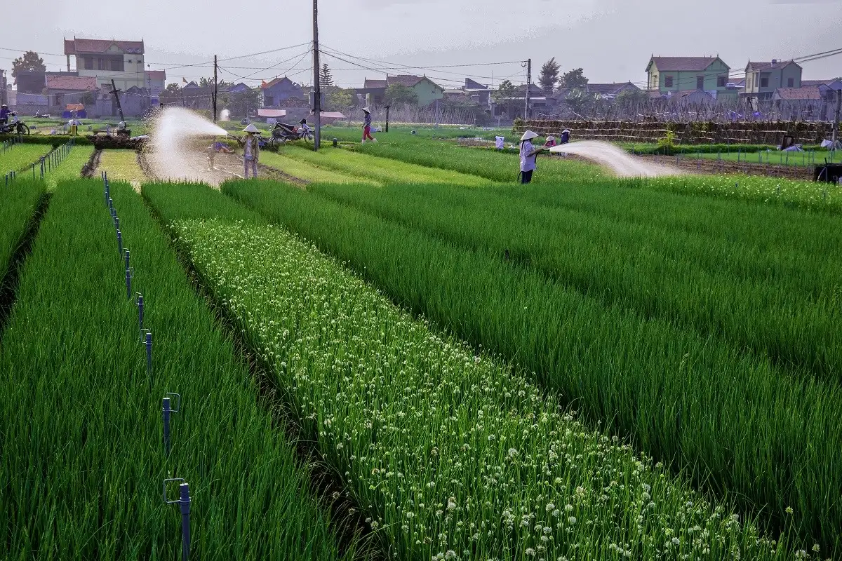 Phát triển vùng rau an toàn góp phần xây dựng Nông thôn mới hiện đại trong giai đoạn 2026-2030 tại xã Quỳnh Anh, tỉnh Nghệ An