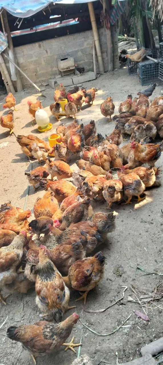 Chi cục Kinh tế hợp tác và Phát triển nông thôn Nghệ An kiểm tra việc thực hiện chương trình mục tiêu Quốc gia giảm nghèo bền vững năm 2025