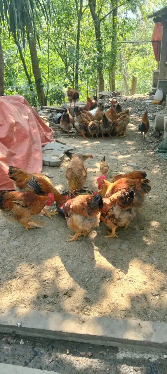 Chi cục Kinh tế hợp tác và Phát triển nông thôn Nghệ An kiểm tra việc thực hiện chương trình mục tiêu Quốc gia giảm nghèo bền vững năm 2025