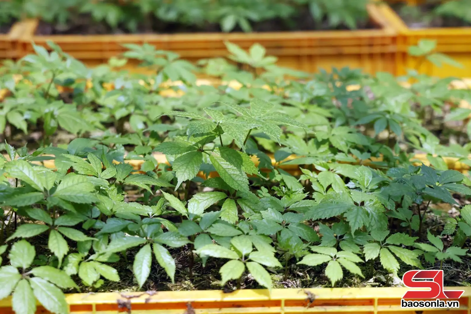 Sâm Ngọc Linh – biến “quốc bảo” thành “sinh kế”