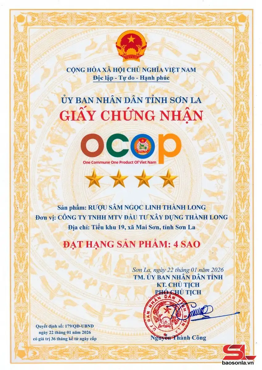 Sâm Ngọc Linh – biến “quốc bảo” thành “sinh kế”