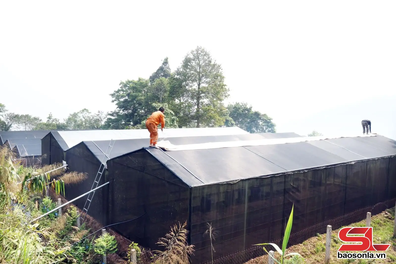 Sâm Ngọc Linh – biến “quốc bảo” thành “sinh kế”